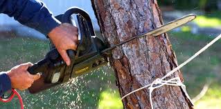 Why Choose Our Tree Removal Services in Pleasant Run Farm, OH?