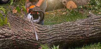 Best Emergency Tree Removal  in Pleasant Run Farm, OH