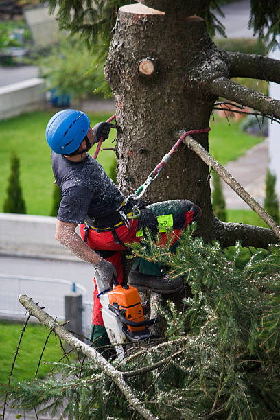 Best Lawn Renovation and Restoration  in Pleasant Run Farm, OH