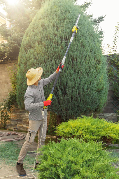 Professional  Tree Services in Pleasant Run Farm, OH